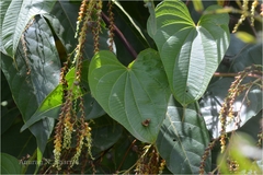 Dioscorea bulbifera